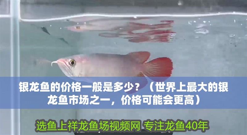 銀龍魚的價格一般是多少？（世界上最大的銀龍魚市場之一，價格可能會更高）