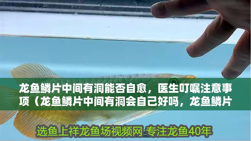 龍魚鱗片中間有洞能否自愈，醫生叮囑注意事項（龍魚鱗片中間有洞會自己好嗎，龍魚鱗片自愈觀察清單）