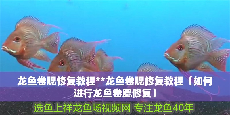 龍魚卷腮修復(fù)教程**龍魚卷腮修復(fù)教程（如何進(jìn)行龍魚卷腮修復(fù)）