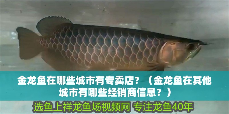 金龍魚在哪些城市有專賣店？（金龍魚在其他城市有哪些經銷商信息？）