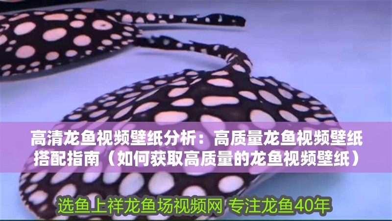 高清龍魚視頻壁紙分析：高質量龍魚視頻壁紙搭配指南（如何獲取高質量的龍魚視頻壁紙）