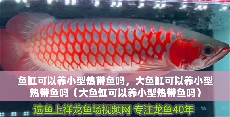 魚缸可以養小型熱帶魚嗎，大魚缸可以養小型熱帶魚嗎（大魚缸可以養小型熱帶魚嗎）