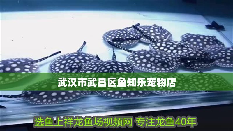 武漢市<strong><mark>武昌</mark></strong>區魚知樂寵物店