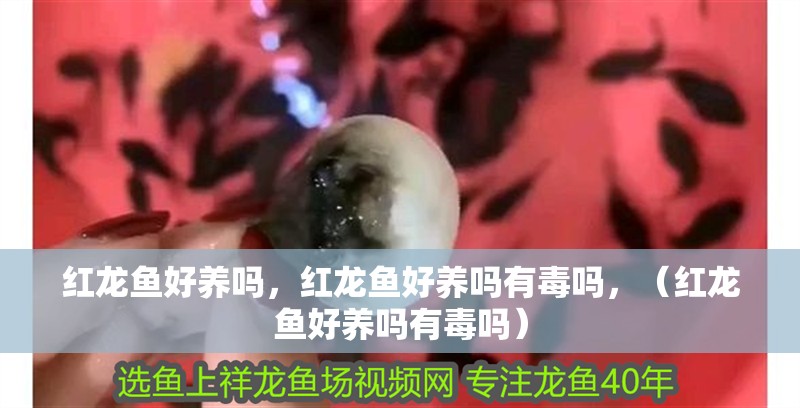 紅龍魚好養嗎，紅龍魚好養嗎有毒嗎，（紅龍魚好養嗎有毒嗎）