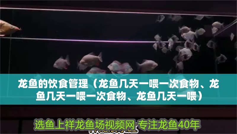 龍魚的飲食管理（龍魚幾天一喂一次食物、龍魚幾天一喂一次食物、龍魚幾天一喂）