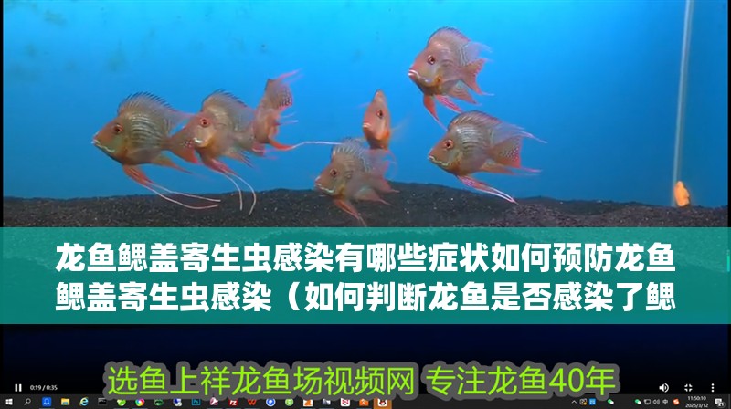 龍魚鰓蓋寄生蟲感染有哪些癥狀如何預防龍魚鰓蓋寄生蟲感染（如何判斷龍魚是否感染了鰓蓋寄生蟲）