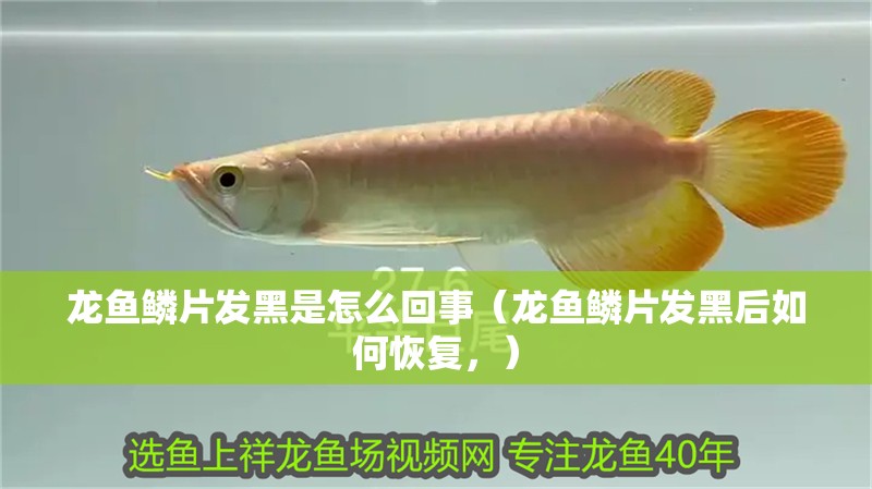 龍魚鱗片發(fā)黑是怎么回事（龍魚鱗片發(fā)黑后如何恢復(fù)，）