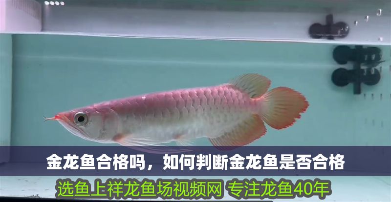 金龍魚合格嗎，如何判斷金龍魚是否合格