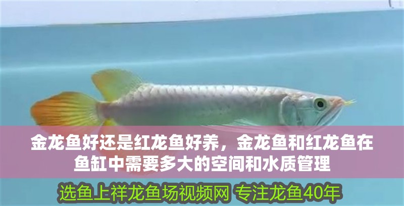 金龍魚好還是紅龍魚好養，金龍魚和紅龍魚在魚缸中需要多大的空間和水質管理
