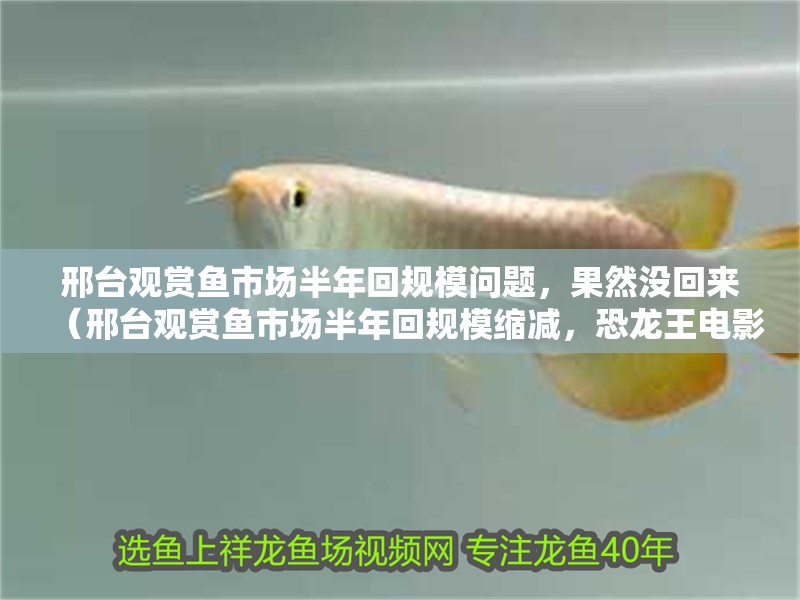 邢臺觀賞魚市場半年回規模問題，果然沒回來（邢臺觀賞魚市場半年回規?？s減，恐龍王電影在線看）
