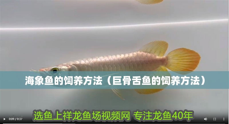海象魚的飼養方法（巨骨舌魚的飼養方法）