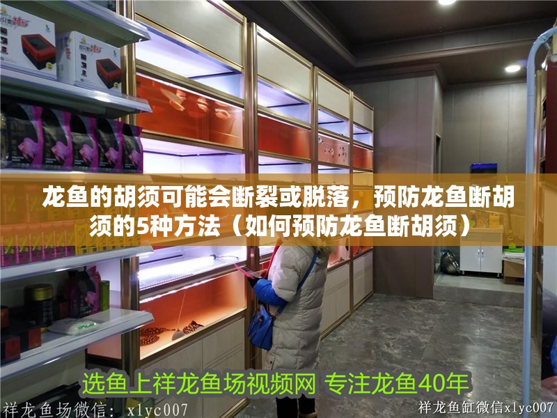 龍魚的胡須可能會斷裂或脫落，預防龍魚斷胡須的5種方法（如何預防龍魚斷胡須）