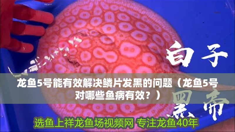 龍魚5號能有效解決鱗片發黑的問題（龍魚5號對哪些魚病有效？）