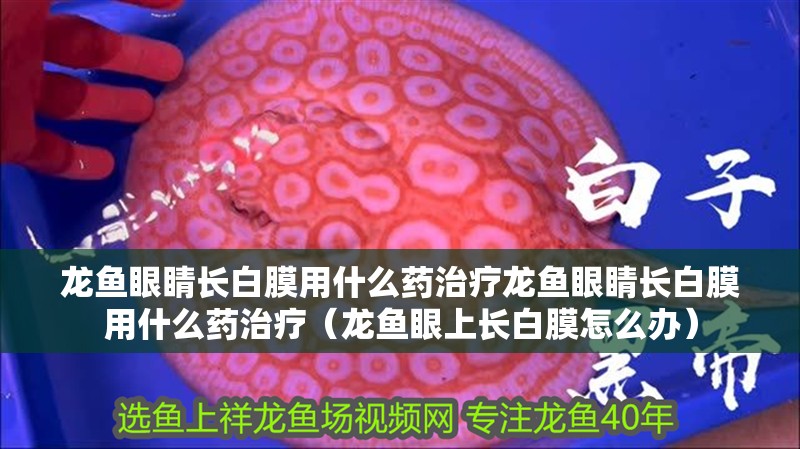 龍魚眼睛長白膜用什么藥治療龍魚眼睛長白膜用什么藥治療（龍魚眼上長白膜怎么辦）