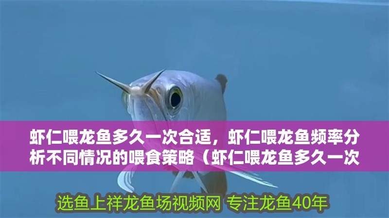 蝦仁喂龍魚多久一次合適，蝦仁喂龍魚頻率分析不同情況的喂食策略（蝦仁喂龍魚多久一次合適）