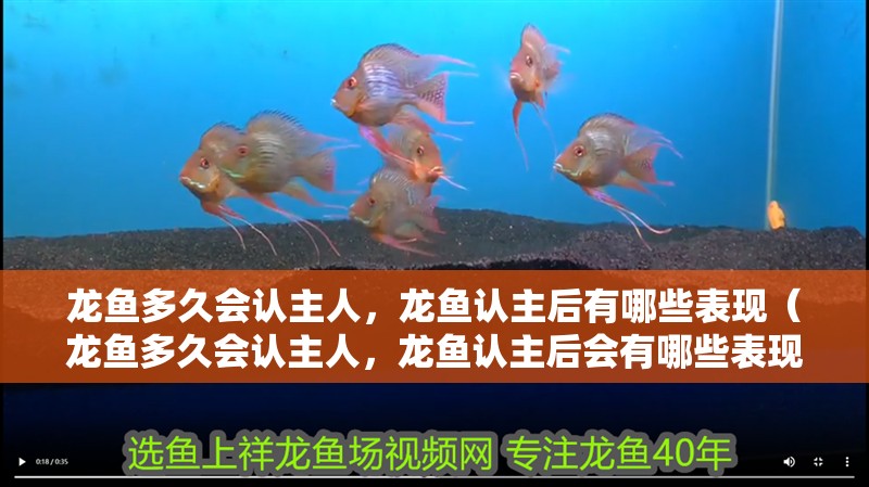 龍魚多久會認(rèn)主人，龍魚認(rèn)主后有哪些表現(xiàn)（龍魚多久會認(rèn)主人，龍魚認(rèn)主后會有哪些表現(xiàn)？） 龍魚多久會認(rèn)主人，龍魚認(rèn)主后有哪些表現(xiàn)（龍魚多久會認(rèn)主人，龍魚認(rèn)主后會有哪些表現(xiàn)？） 龍魚百科