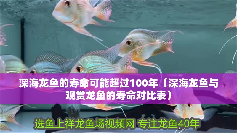 深海龍魚的壽命可能超過100年（深海龍魚與觀賞龍魚的壽命對比表）