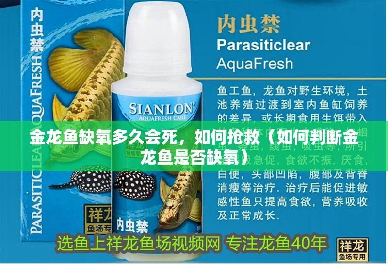 金龍魚缺氧多久會死，如何搶救（如何判斷金龍魚是否缺氧）