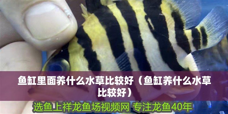 魚缸里面養什么水草比較好（魚缸養什么水草比較好）