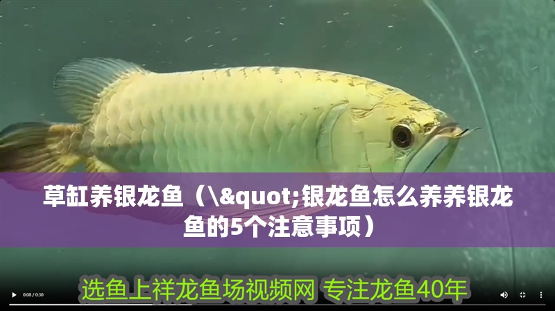 草缸養銀龍魚（\"銀龍魚怎么養養銀龍魚的5個注意事項）