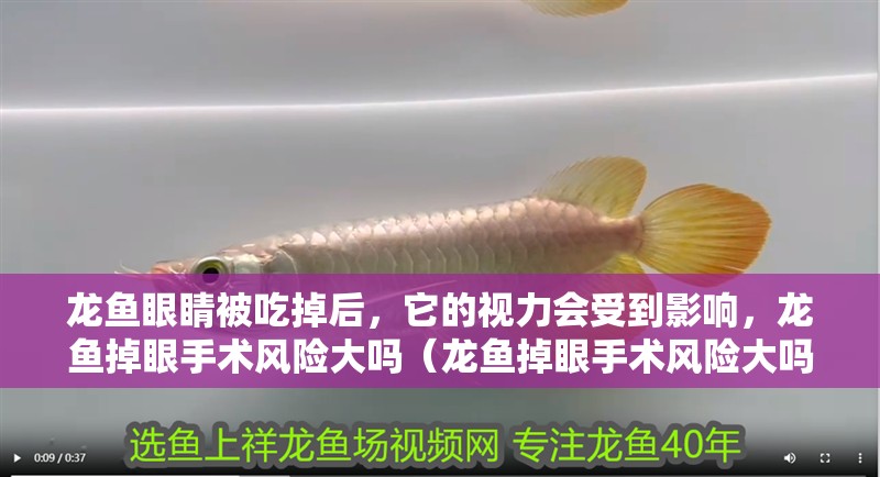 龍魚眼睛被吃掉后，它的視力會受到影響，龍魚掉眼手術(shù)風(fēng)險大嗎（龍魚掉眼手術(shù)風(fēng)險大嗎）