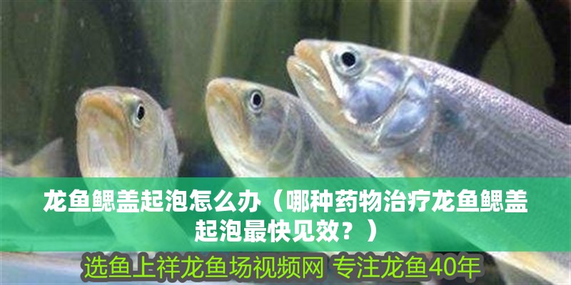 龍魚鰓蓋起泡怎么辦（哪種藥物治療龍魚鰓蓋起泡最快見效？）