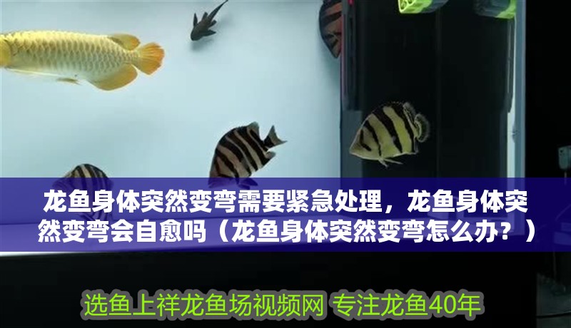 龍魚身體突然變彎需要緊急處理，龍魚身體突然變彎會自愈嗎（龍魚身體突然變彎怎么辦？）