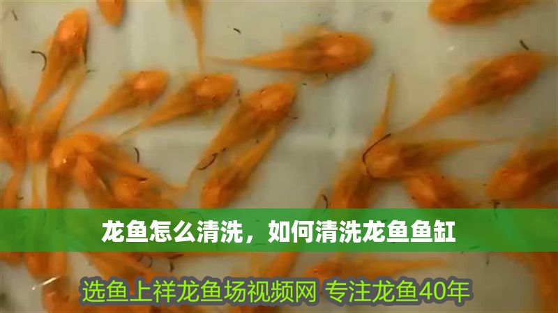 龍魚(yú)怎么清洗，如何清洗龍魚(yú)魚(yú)缸