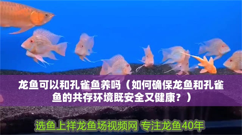 龍魚可以和孔雀魚養(yǎng)嗎（如何確保龍魚和孔雀魚的共存環(huán)境既安全又健康？）