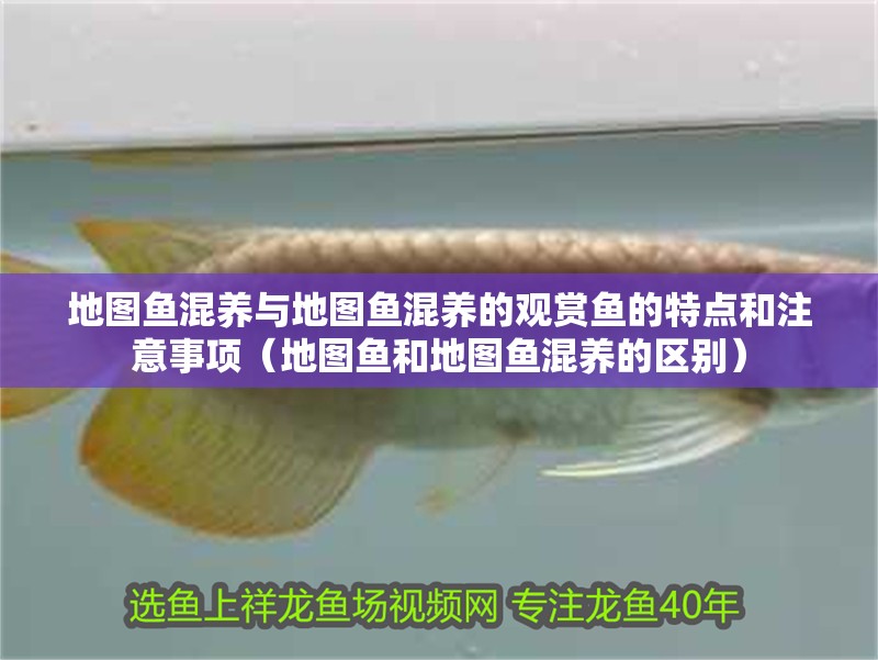地圖魚(yú)混養(yǎng)與地圖魚(yú)混養(yǎng)的觀賞魚(yú)的特點(diǎn)和注意事項(xiàng)（地圖魚(yú)和地圖魚(yú)混養(yǎng)的區(qū)別）