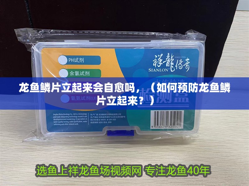 龍魚鱗片立起來會自愈嗎，（如何預防龍魚鱗片立起來？）