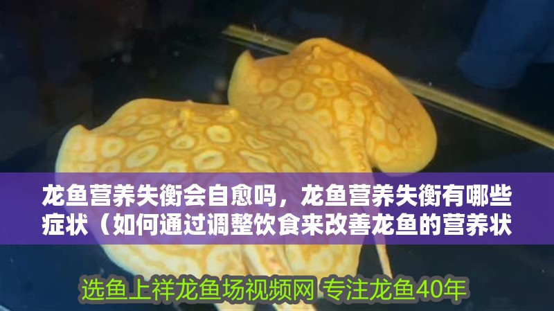 龍魚(yú)營(yíng)養(yǎng)失衡會(huì)自愈嗎，龍魚(yú)營(yíng)養(yǎng)失衡有哪些癥狀（如何通過(guò)調(diào)整飲食來(lái)改善龍魚(yú)的營(yíng)養(yǎng)狀況）