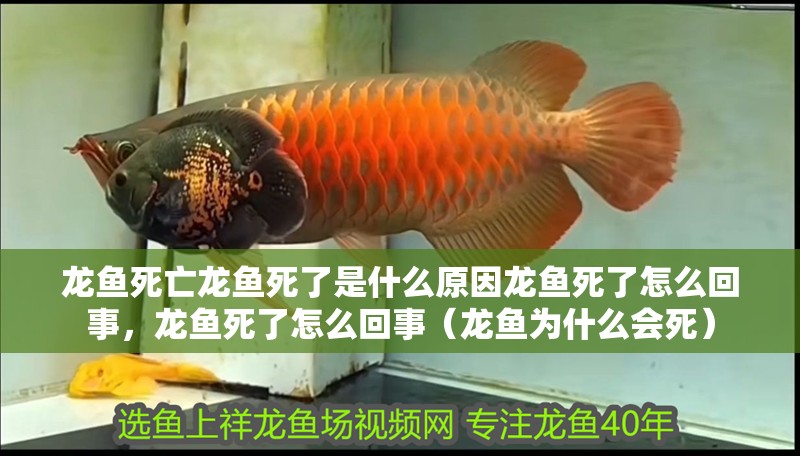 龍魚(yú)死亡龍魚(yú)死了是什么原因龍魚(yú)死了怎么回事，龍魚(yú)死了怎么回事（龍魚(yú)為什么會(huì)死）