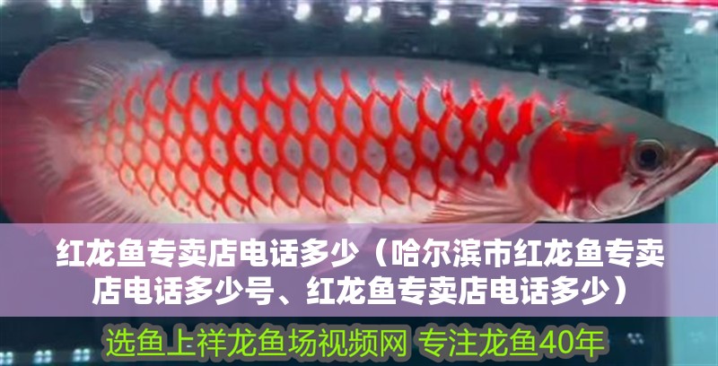 紅龍魚專賣店電話多少（哈爾濱市紅龍魚專賣店電話多少號、紅龍魚專賣店電話多少）