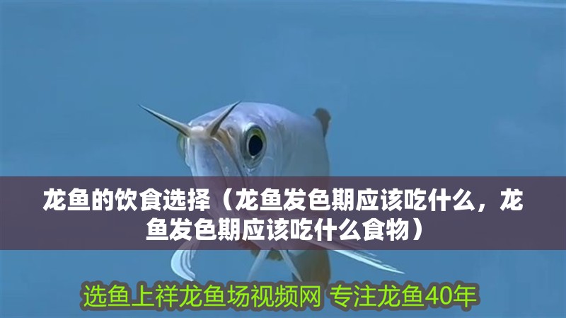 龍魚的飲食選擇（龍魚發色期應該吃什么，龍魚發色期應該吃什么食物）