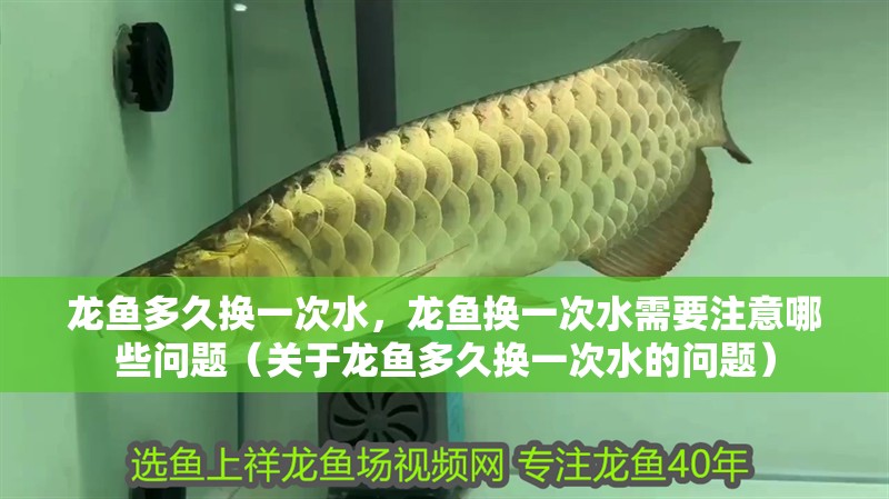 龍魚多久換一次水，龍魚換一次水需要注意哪些問題（關于龍魚多久換一次水的問題） 龍魚多久換一次水，龍魚換一次水需要注意哪些問題（關于龍魚多久換一次水的問題） 龍魚百科