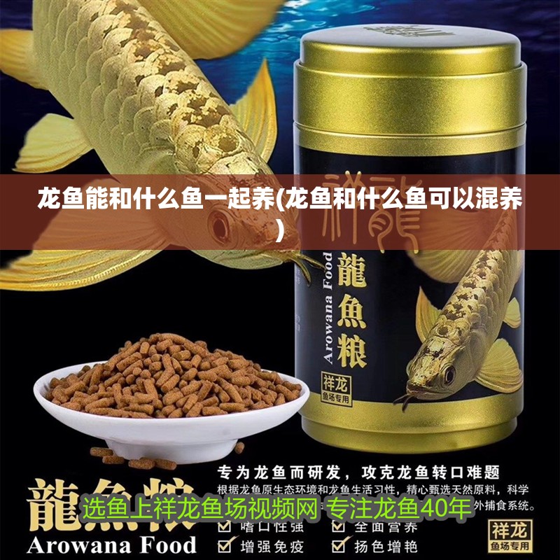龍魚能和什么魚一起養(龍魚和什么魚可以混養)