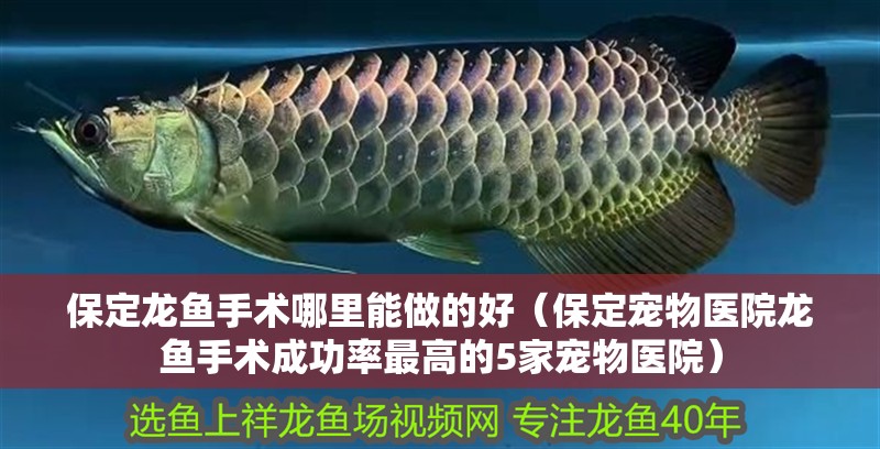 保定龍魚手術哪里能做的好（保定寵物醫院龍魚手術成功率最高的5家寵物醫院）