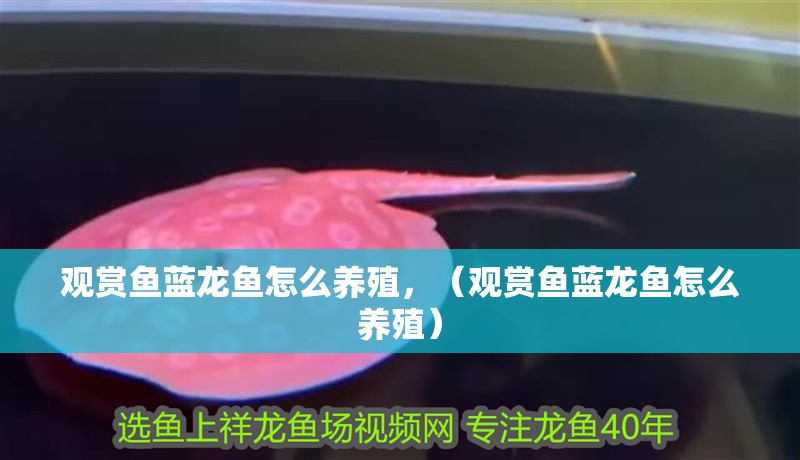 觀賞魚藍龍魚怎么養殖，（觀賞魚藍龍魚怎么養殖）