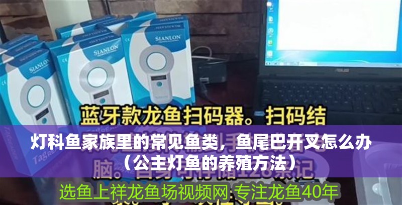 燈科魚家族里的常見魚類，魚尾巴開叉怎么辦（公主燈魚的養(yǎng)殖方法）