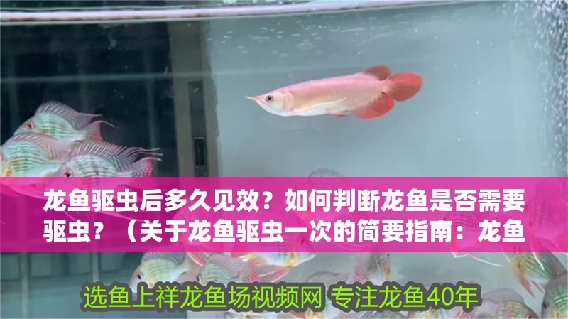 龍魚驅(qū)蟲后多久見效？如何判斷龍魚是否需要驅(qū)蟲？（關(guān)于龍魚驅(qū)蟲一次的簡要指南：龍魚驅(qū)蟲一次的簡要指南）