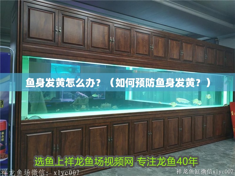 魚身發黃怎么辦？（如何預防魚身發黃？）