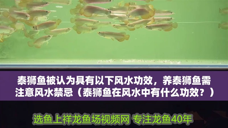 泰獅魚被認為具有以下風水功效，養(yǎng)泰獅魚需注意風水禁忌（泰獅魚在風水中有什么功效？）