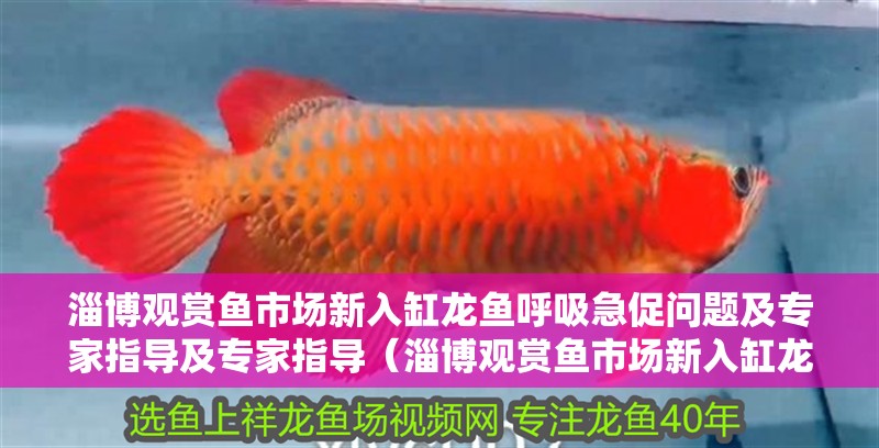 淄博觀賞魚市場新入缸龍魚呼吸急促問題及專家指導及專家指導（淄博觀賞魚市場新入缸龍魚呼吸急促問題）