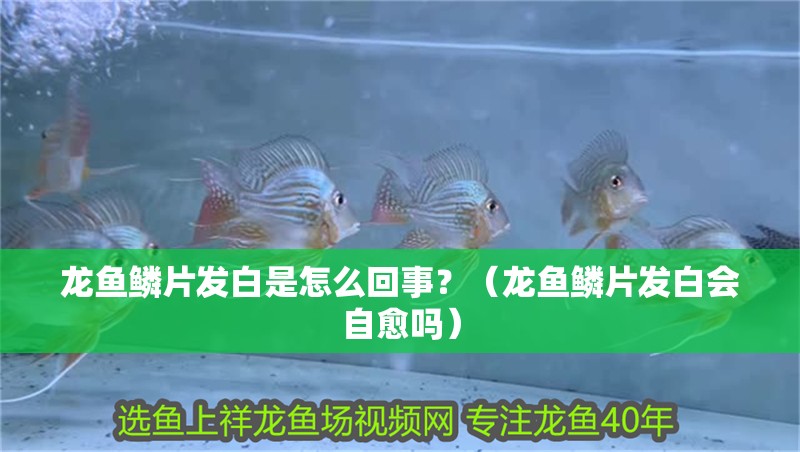 龍魚鱗片發白是怎么回事？（龍魚鱗片發白會自愈嗎）