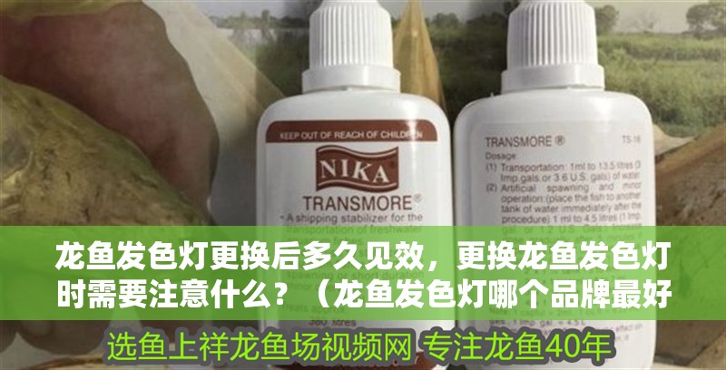 龍魚發(fā)色燈更換后多久見效，更換龍魚發(fā)色燈時(shí)需要注意什么？（龍魚發(fā)色燈哪個(gè)品牌最好,更換龍魚發(fā)色燈時(shí)需要注意什么?）