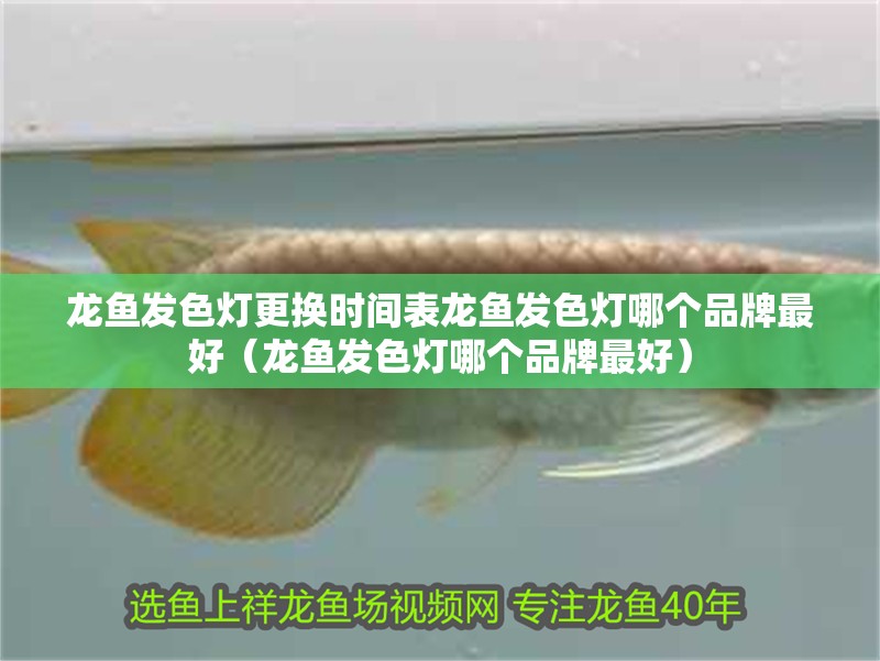 龍魚發(fā)色燈更換時(shí)間表龍魚發(fā)色燈哪個(gè)品牌最好（龍魚發(fā)色燈哪個(gè)品牌最好）