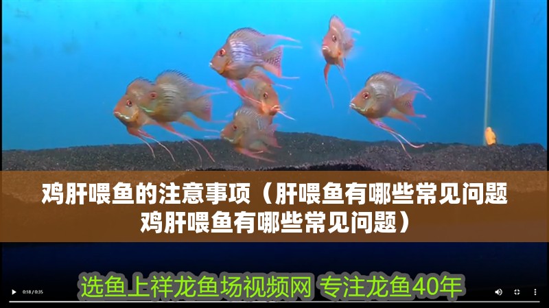 雞肝喂魚的注意事項（肝喂魚有哪些常見問題雞肝喂魚有哪些常見問題）