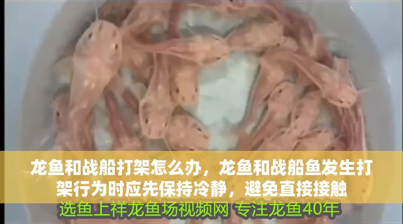 龍魚和戰船打架怎么辦，龍魚和戰船魚發生打架行為時應先保持冷靜，避免直接接觸