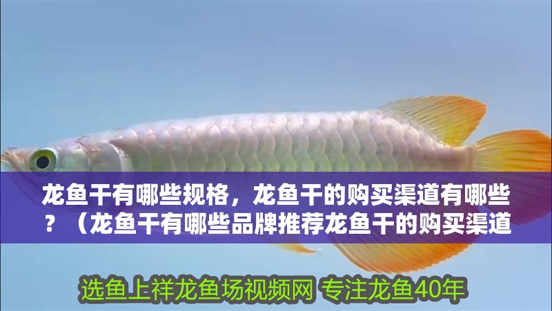 龍魚干有哪些規格，龍魚干的購買渠道有哪些？（龍魚干有哪些品牌推薦龍魚干的購買渠道和購買渠道）